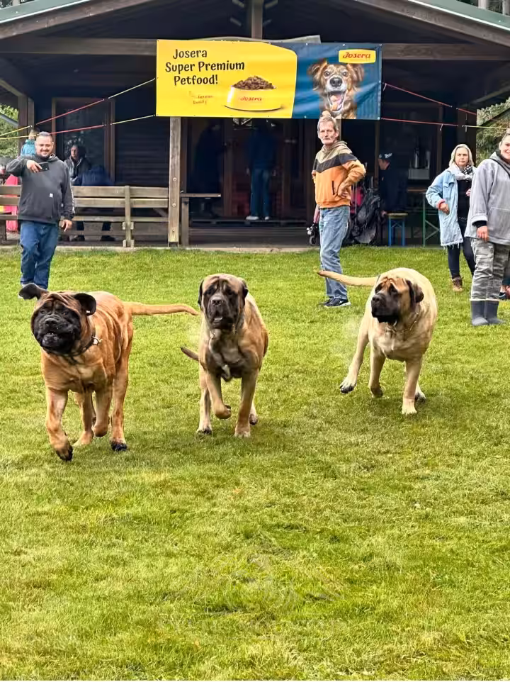 Drei English Mastiffs laufen gemeinsam über die Wiese vor der Grillhütte beim Treffen 2024.