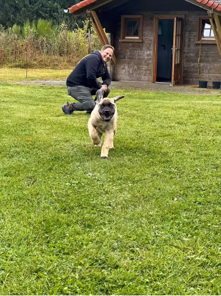 Ein fawnfarbener English Mastiff läuft zu seinem Menschen über die Wiese beim Treffen 2024.