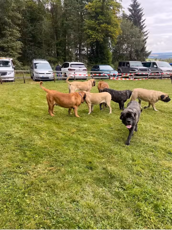 Mehrere English Mastiffs bewegen sich gemeinsam über die Wiese beim Treffen 2024.