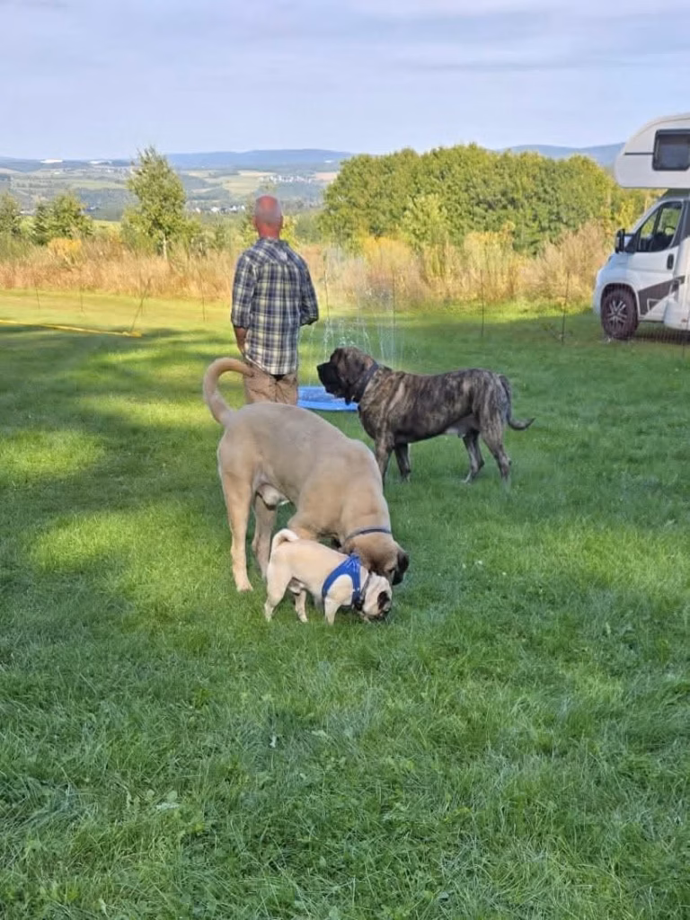 Mehrere Mastiffs und ein Mops bewegen sich entspannt über die Wiese beim Mastiff-Treffen 2025.