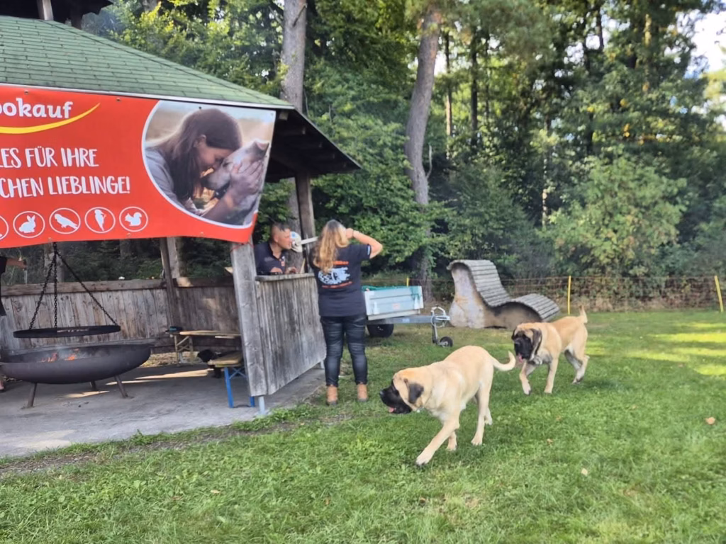 Mehrere Mastiffs erkunden gemeinsam die Wiese vor der Hütte beim Mastiff-Treffen 2025.