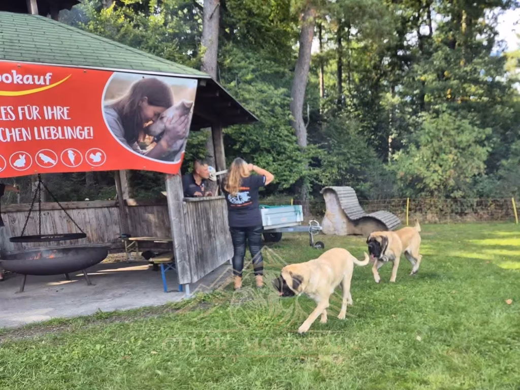 Mehrere Mastiffs erkunden gemeinsam die Wiese vor der Hütte beim Mastiff-Treffen 2025.
