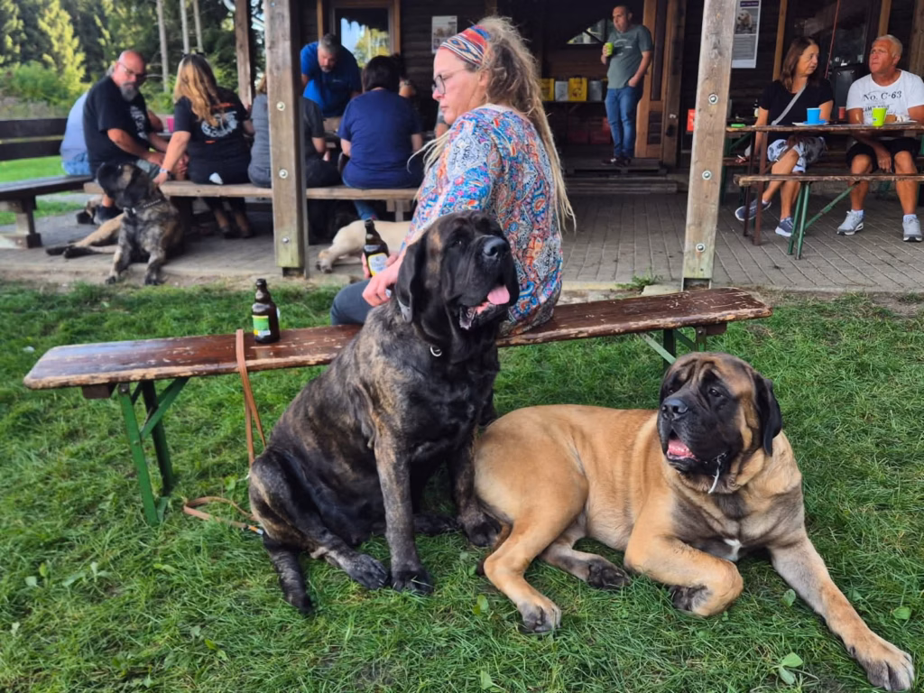 Ein gestromter und ein falbfarbener Mastiff sitzen entspannt bei den Gästen des Mastiff-Treffens 2025.