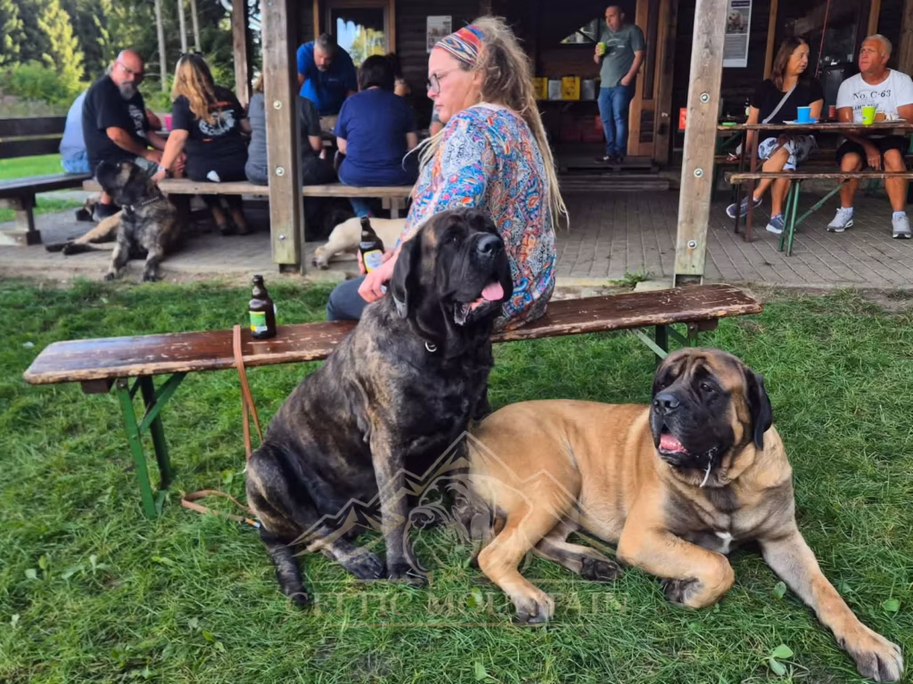Ein gestromter und ein falbfarbener Mastiff sitzen entspannt bei den Gästen des Mastiff-Treffens 2025.