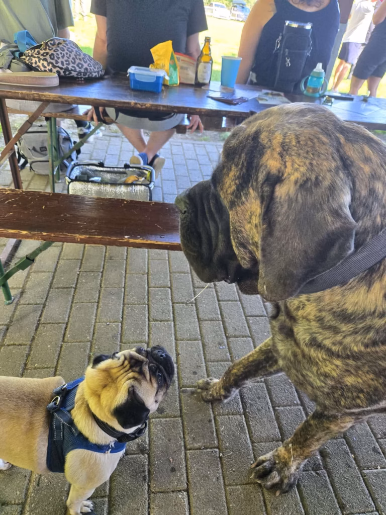 Ein großer gestromter Mastiff begegnet einem kleinen Mops beim Mastiff-Treffen 2025.