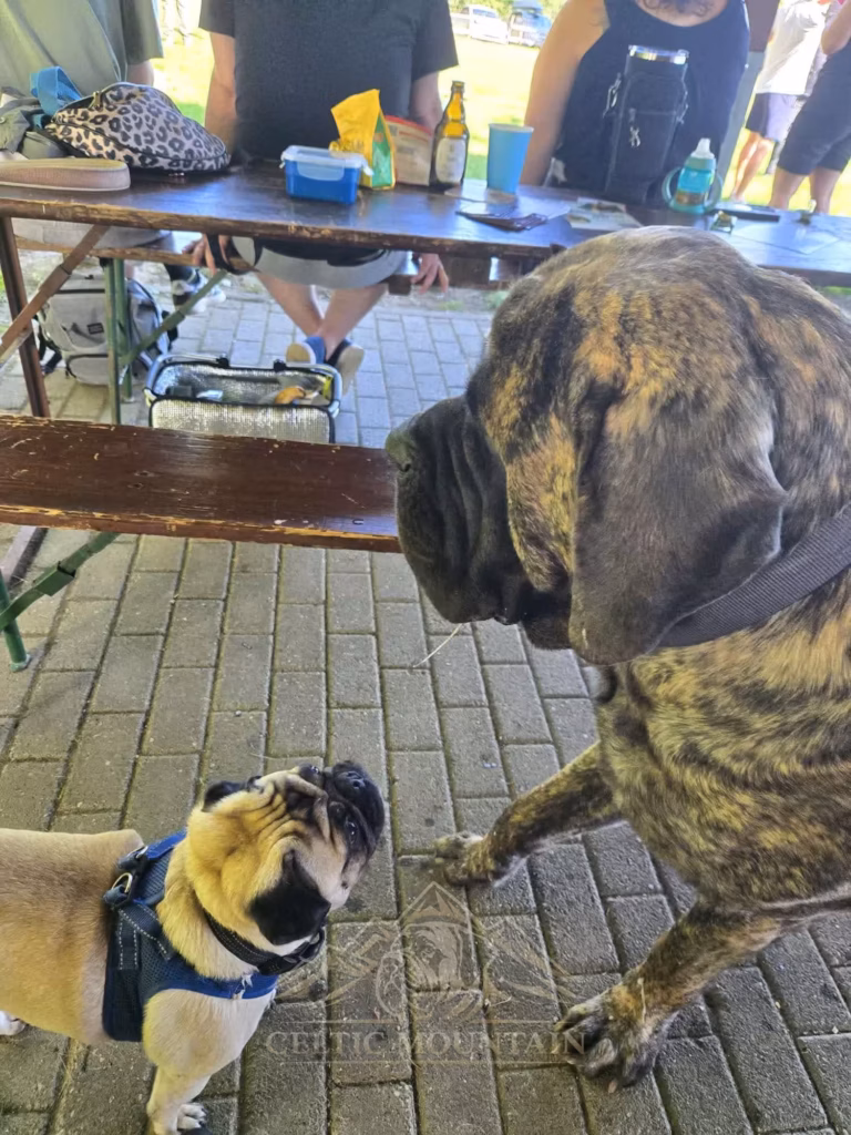 Ein großer gestromter Mastiff begegnet einem kleinen Mops beim Mastiff-Treffen 2025.