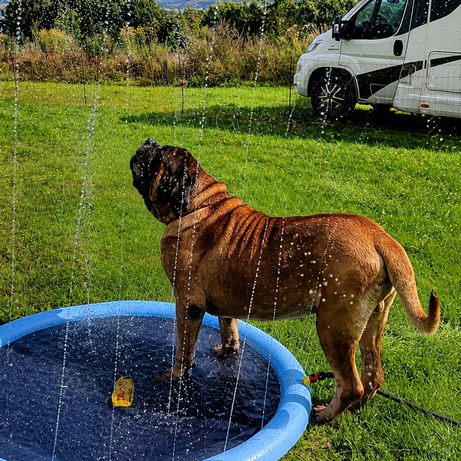 Un Mastiff se rafraîchit sous un arroseur lors de la rencontre à Rascheid