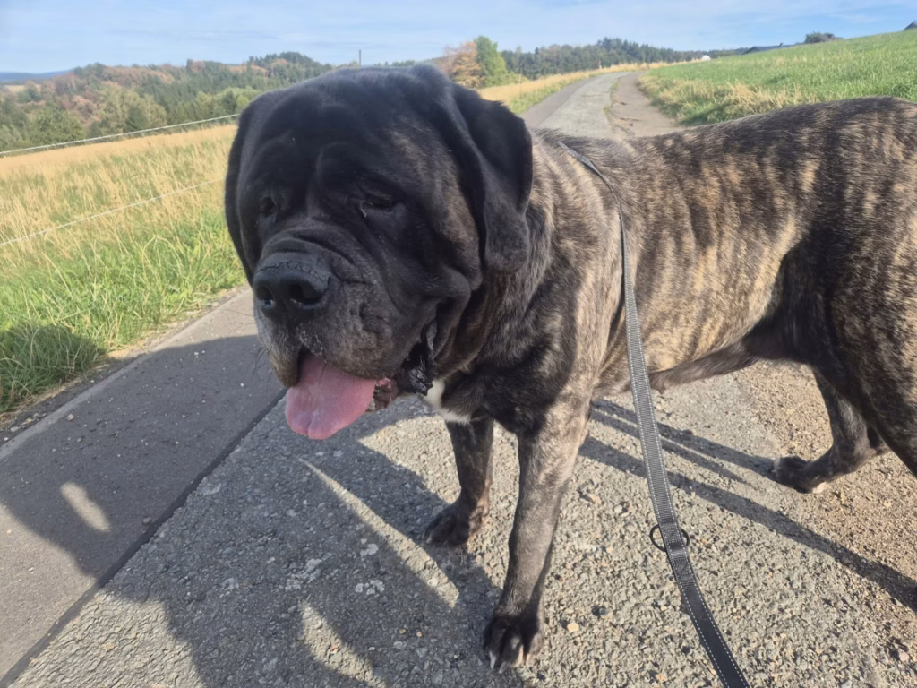 Missi, gestromte English Mastiff Hündin, bei einem Spaziergang auf einem Feldweg