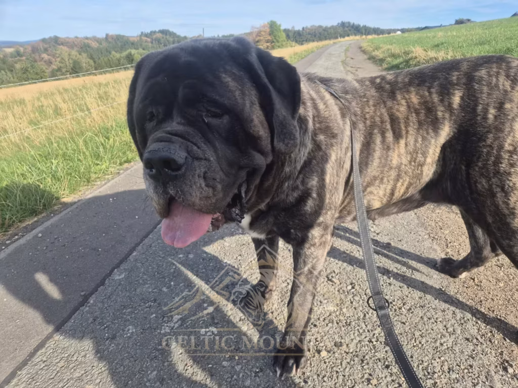 Missi, gestromte English Mastiff Hündin, bei einem Spaziergang auf einem Feldweg