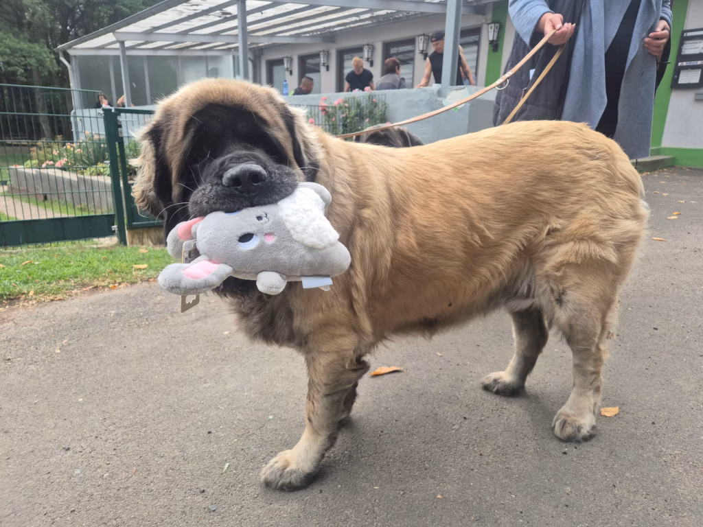Mastiff mit Stofftier beim Sommerfest in Idar-Oberstein 2026
