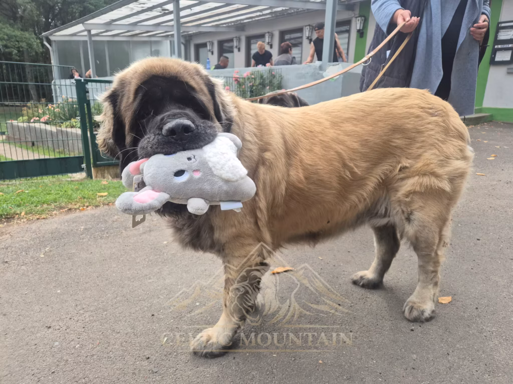 Mastiff mit Stofftier beim Sommerfest in Idar-Oberstein 2026