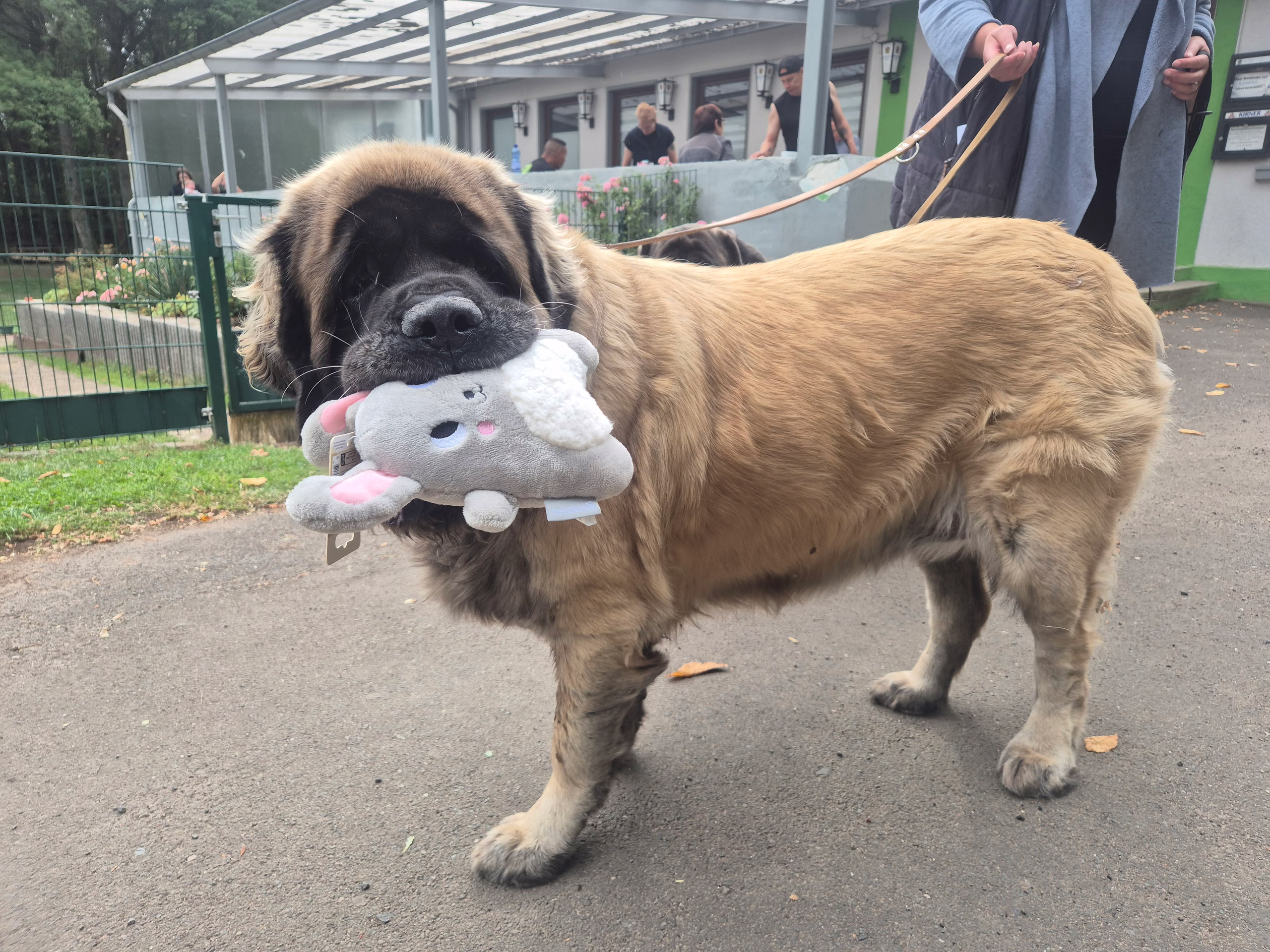 English Mastiff mit gewonnenem Spielzeug beim Sommerfest in Idar-Oberstein