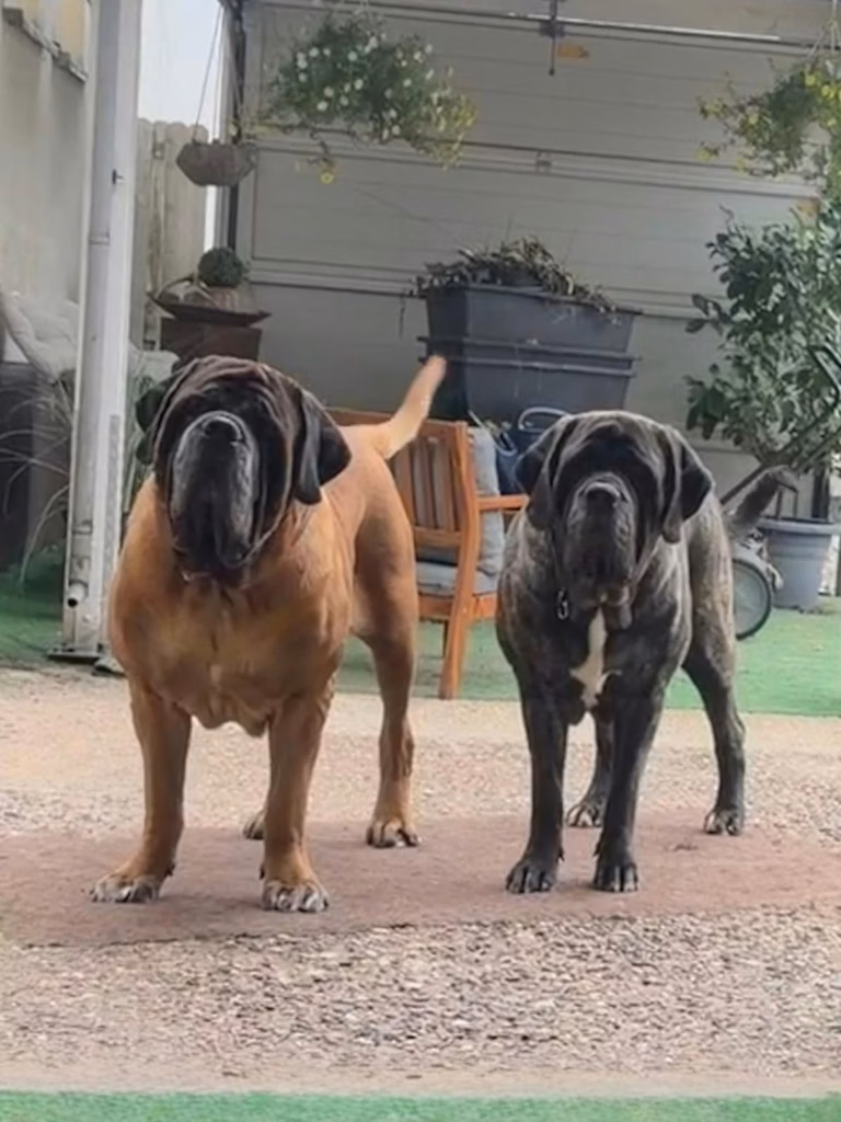 Ingo und Missi, zwei English Mastiffs von From the Celtic Mountain, gemeinsam zuhause im Hof
