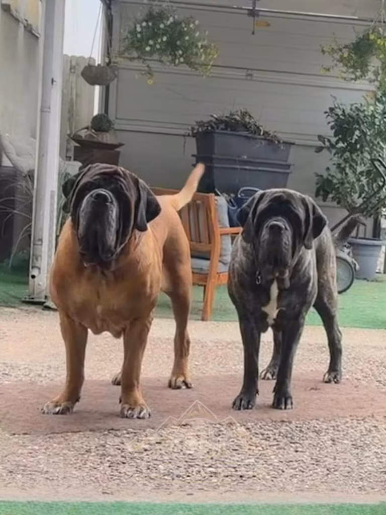 Ingo und Missi, zwei English Mastiffs von From the Celtic Mountain, gemeinsam zuhause im Hof