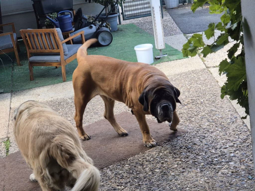 Ingo und Holly, zwei English Mastiffs von From the Celtic Mountain, gemeinsam im Hof