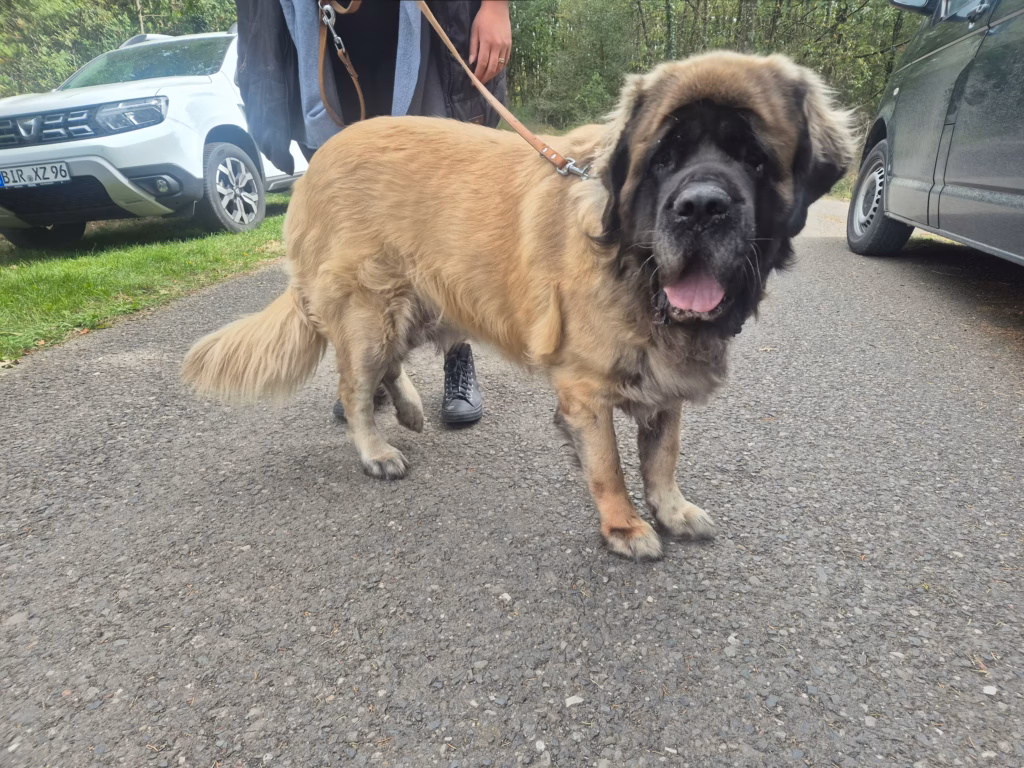 Heller Mastiff auf dem Vereinsgelände beim Sommerfest in Idar-Oberstein 2026