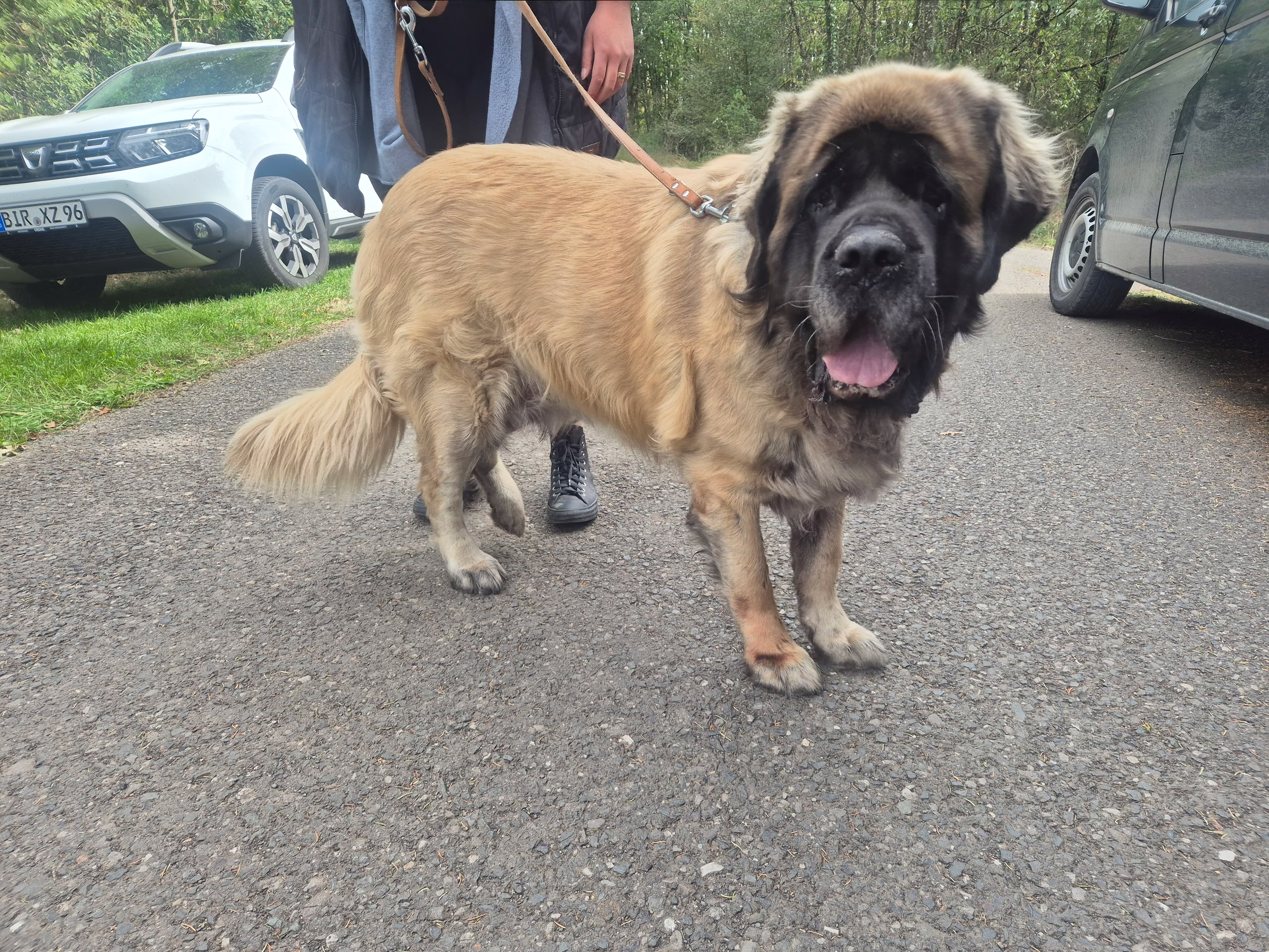 Heller English Mastiff beim Sommerfest in Idar-Oberstein