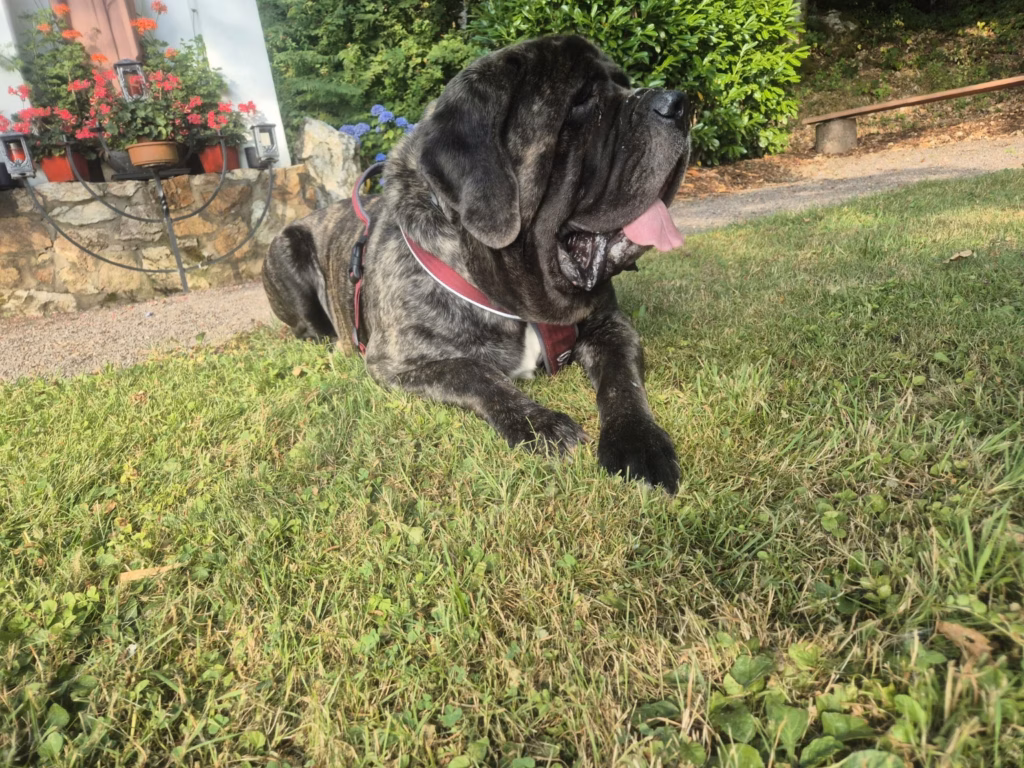 Missi, gestromte English Mastiff Hündin von From the Celtic Mountain, entspannt im Grün