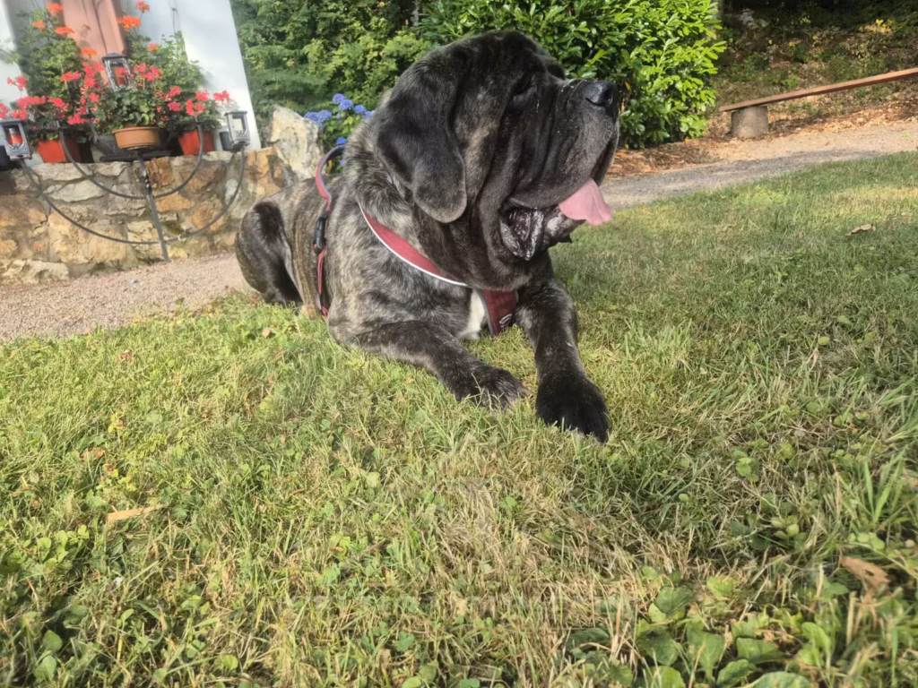 Missi, gestromte English Mastiff Hündin von From the Celtic Mountain, entspannt im Grün