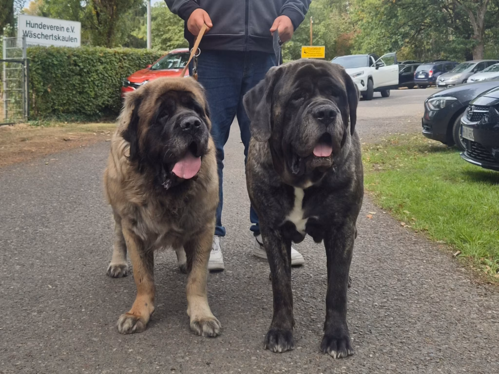 Zwei Mastiffs auf dem Vereinsgelände beim Sommerfest in Idar-Oberstein 2026