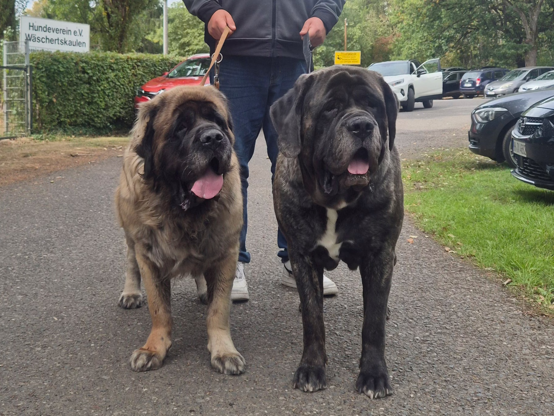 Holly et Miss Marple sur le terrain de Wäschertskaulen à Idar-Oberstein