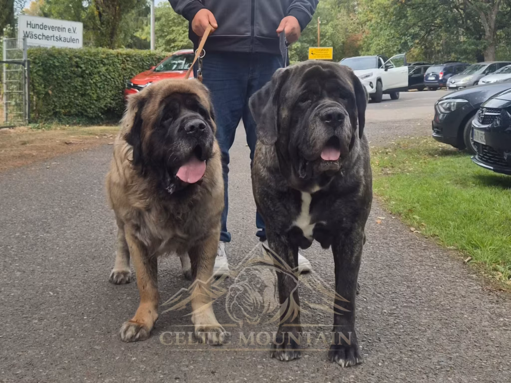 Zwei Mastiffs auf dem Vereinsgelände beim Sommerfest in Idar-Oberstein 2026