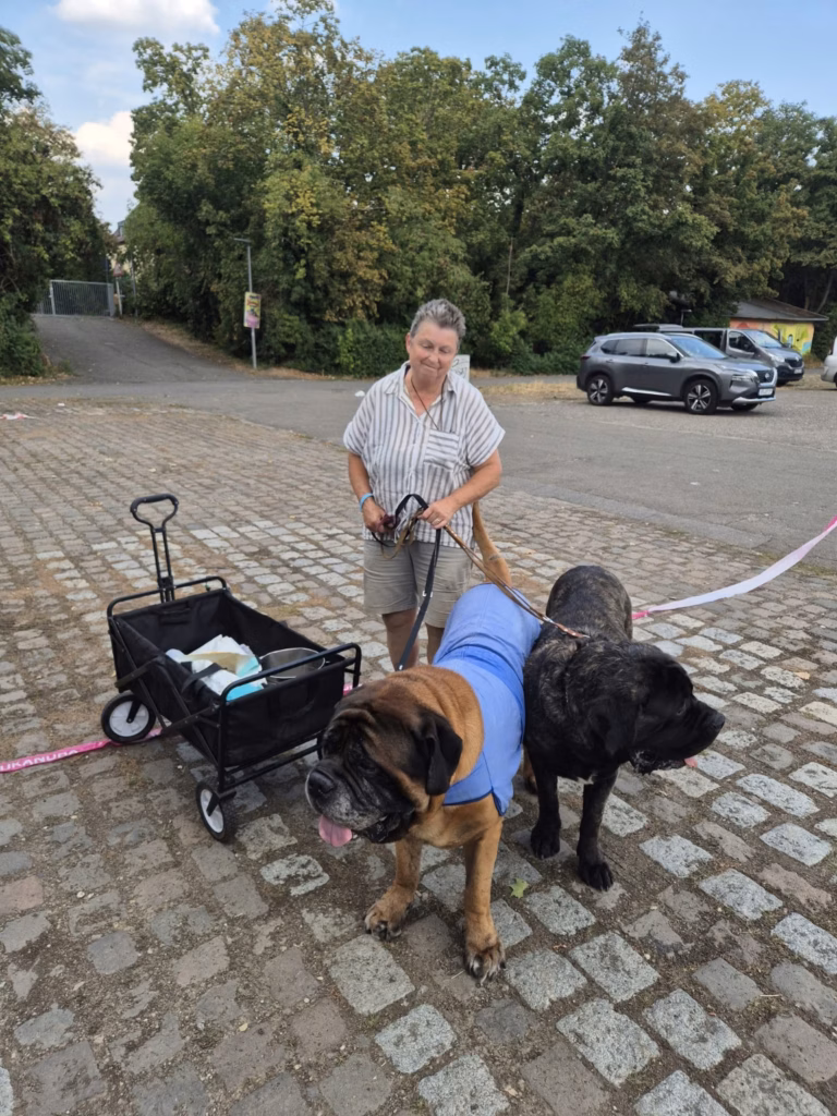 Ingo und Magnus, zwei English Mastiffs von From the Celtic Mountain, gemeinsam bei einer Veranstaltung