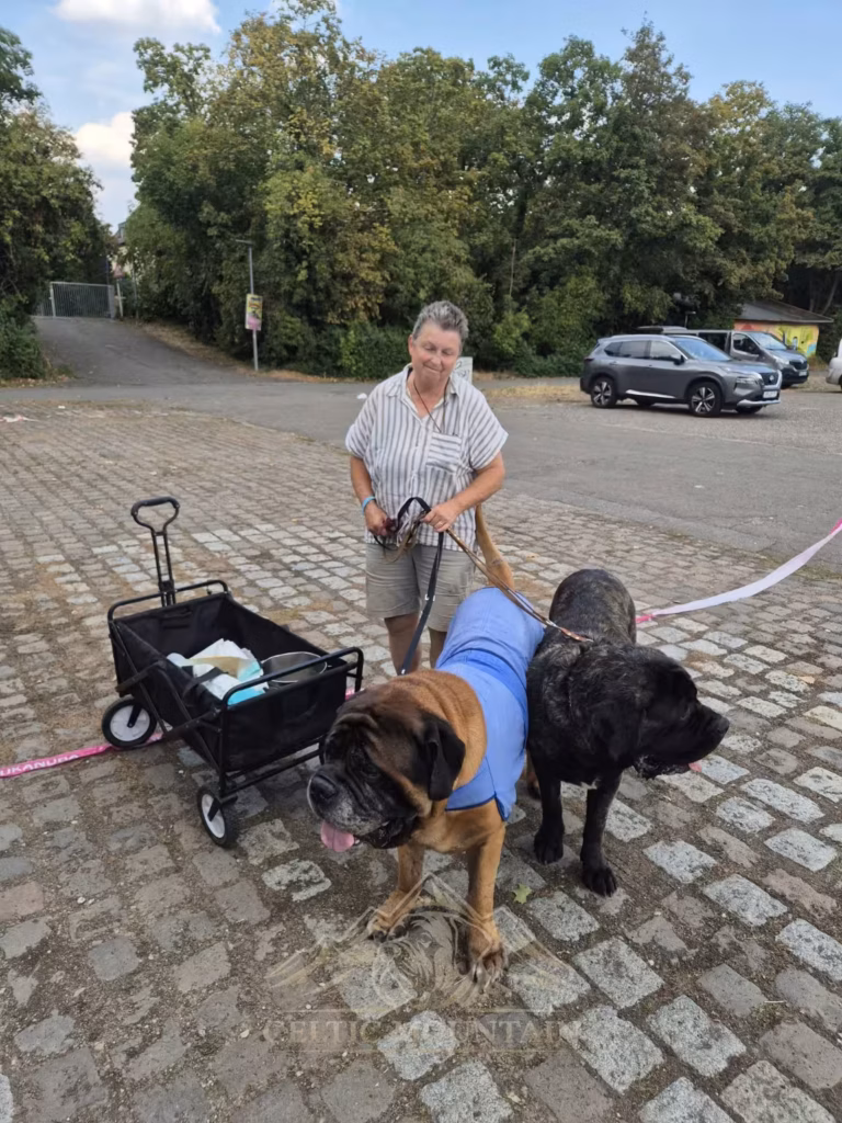 Ingo und Magnus, zwei English Mastiffs von From the Celtic Mountain, gemeinsam bei einer Veranstaltung