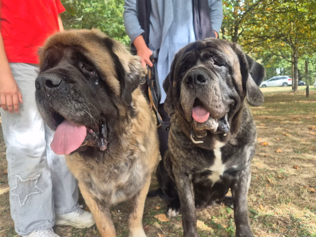 Zwei Mastiffs gemeinsam beim Sommerfest in Idar-Oberstein 2026