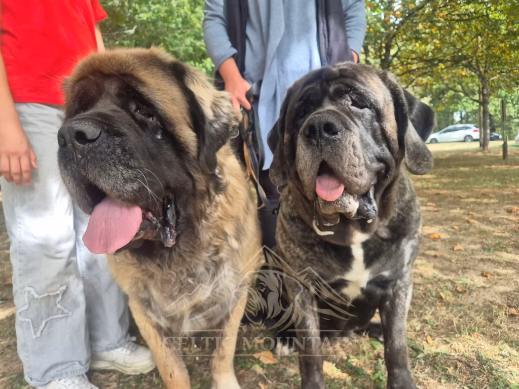 Zwei Mastiffs gemeinsam beim Sommerfest in Idar-Oberstein 2026