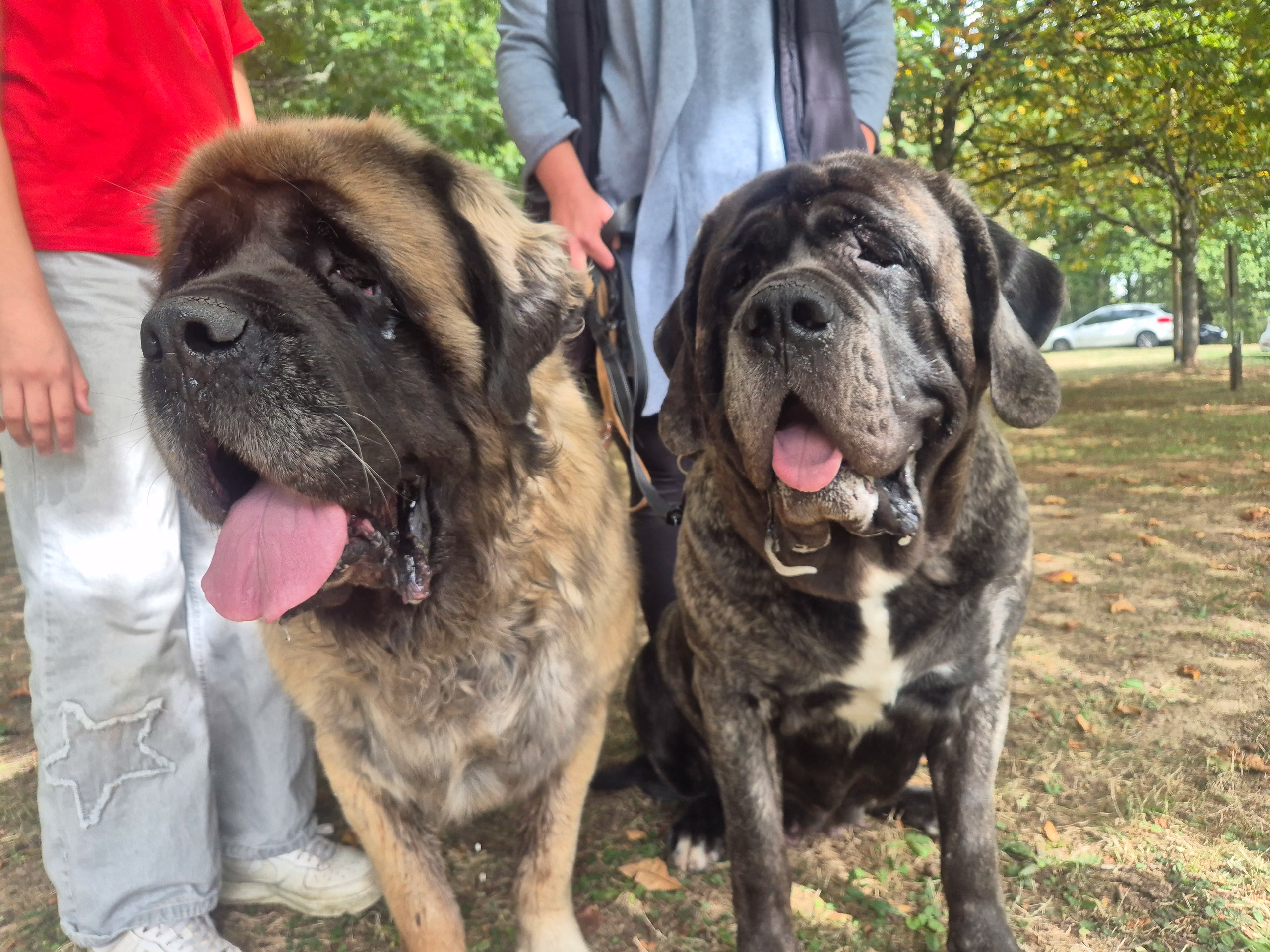 Holly und Miss Marple gemeinsam beim Sommerfest in Idar-Oberstein