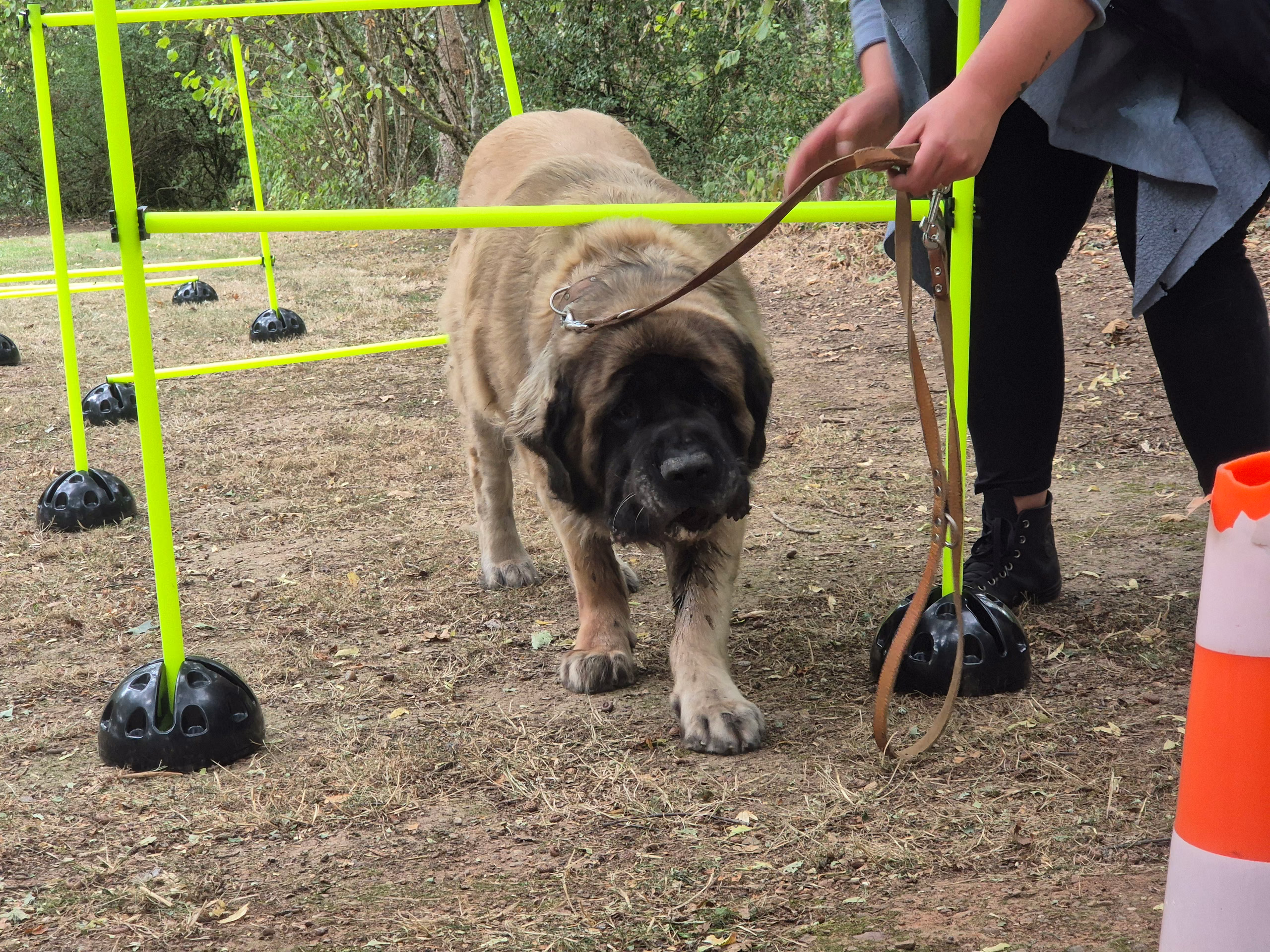 Holly, femelle Mastiff, sur le parcours d’obstacles lors de la fête d’été à Idar-Oberstein