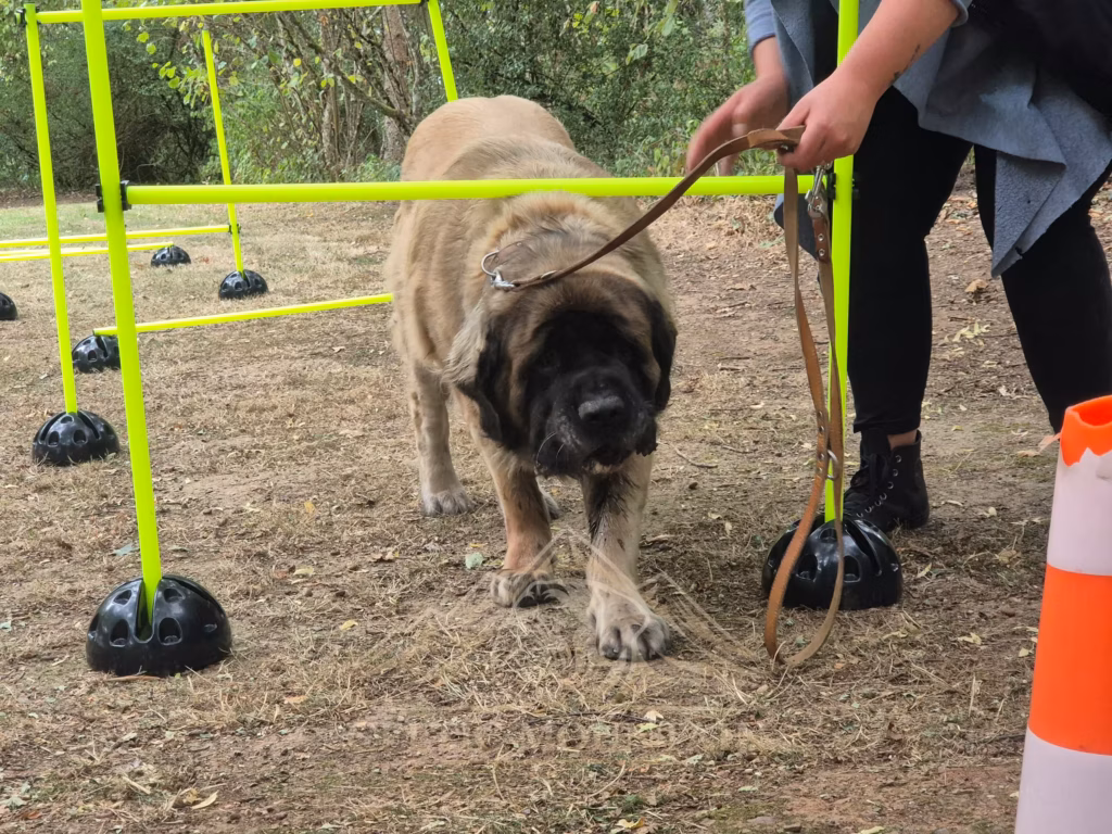 Mastiff im Hindernisparcours beim Sommerfest in Idar-Oberstein 2026