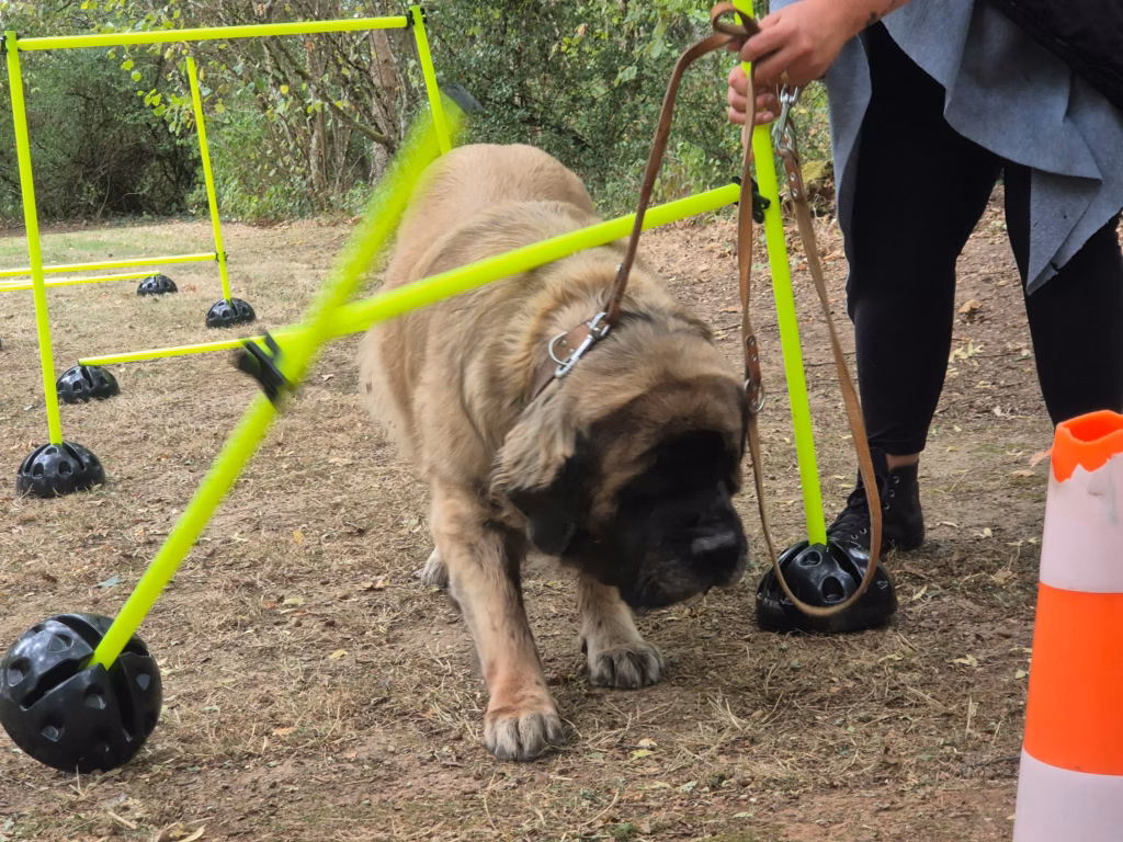 Mastiff an einer kippenden Hindernisstange beim Sommerfest in Idar-Oberstein 2026