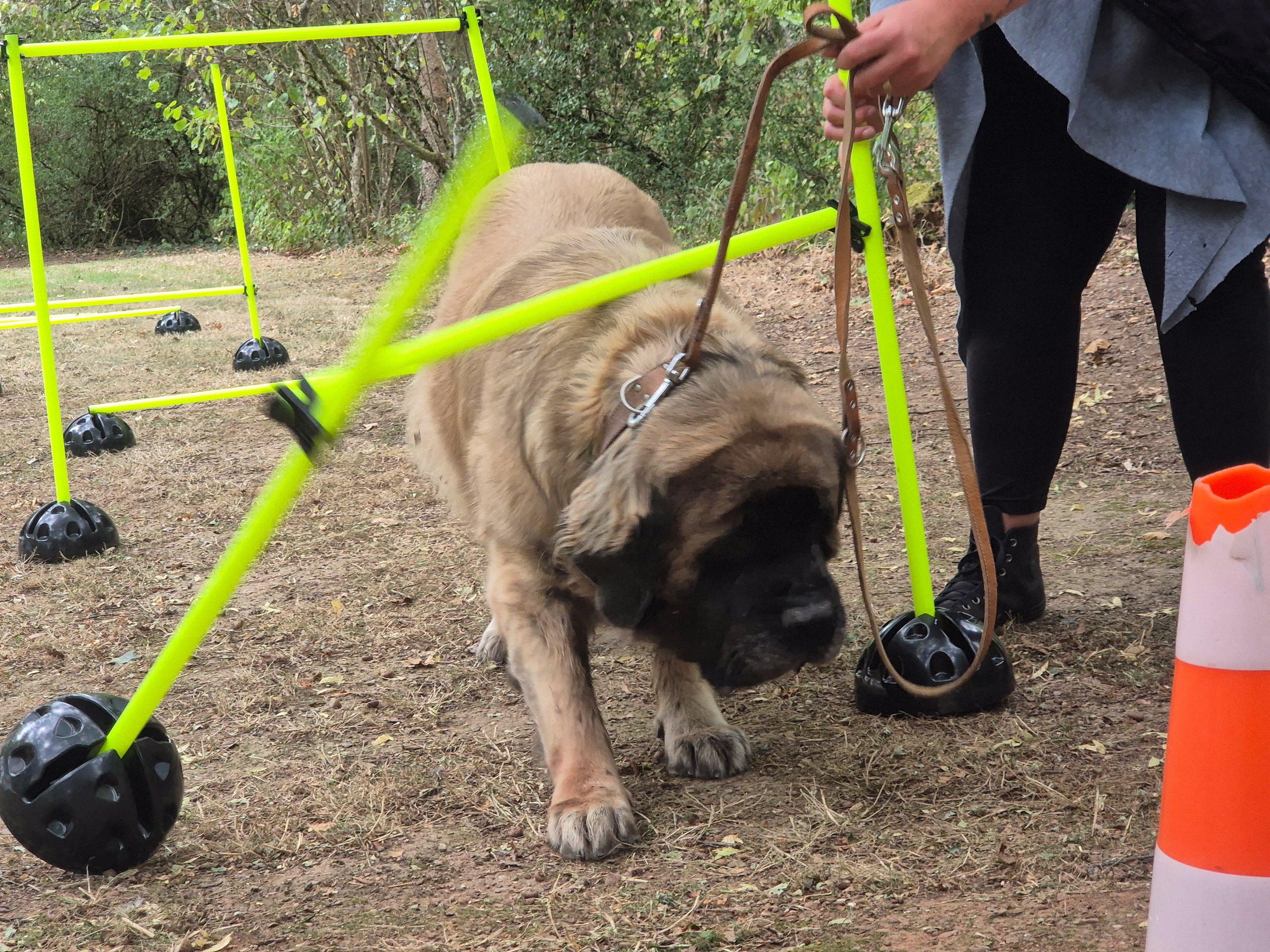 Holly, femelle Mastiff, lors d’un jeu à la fête d’été
