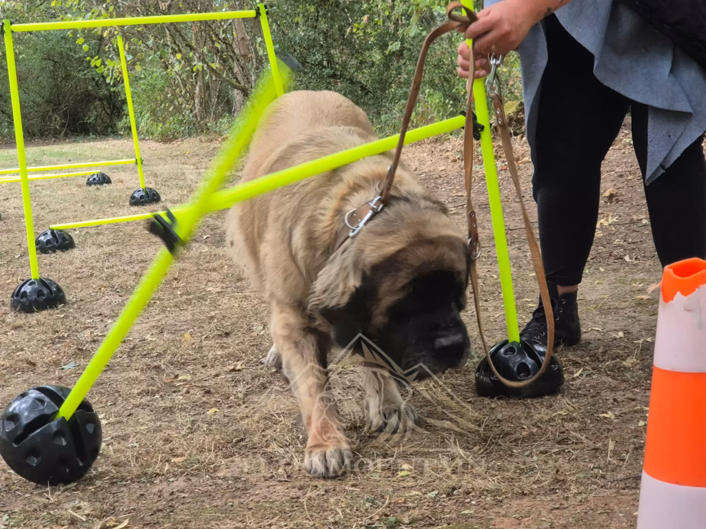 Mastiff an einer kippenden Hindernisstange beim Sommerfest in Idar-Oberstein 2026