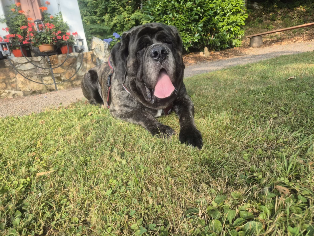 Missi, gestromte English Mastiff Hündin von From the Celtic Mountain, entspannt im Grünen
