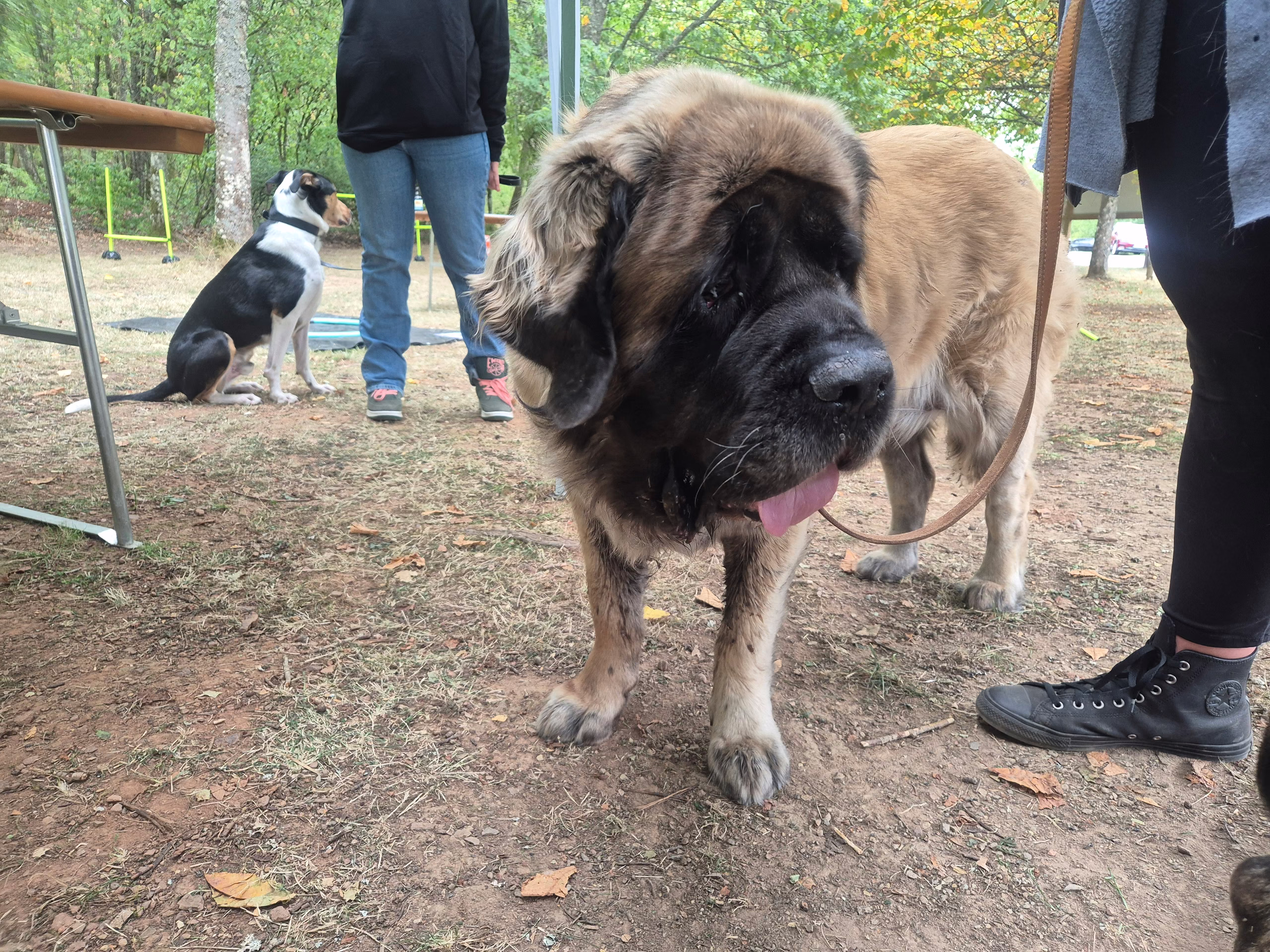 English Mastiff portrait at the summer festival in Idar-Oberstein