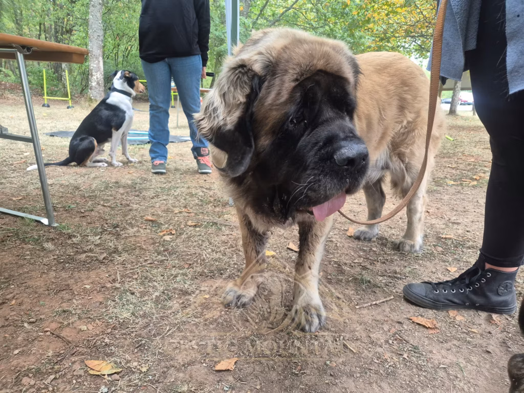 Mastiff auf dem Festgelände beim Sommerfest in Idar-Oberstein 2026