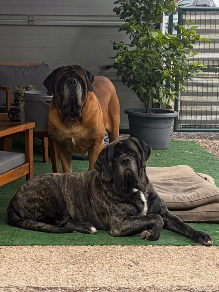 Ingo und Missi, zwei English Mastiffs von From the Celtic Mountain, gemeinsam entspannt im Hof