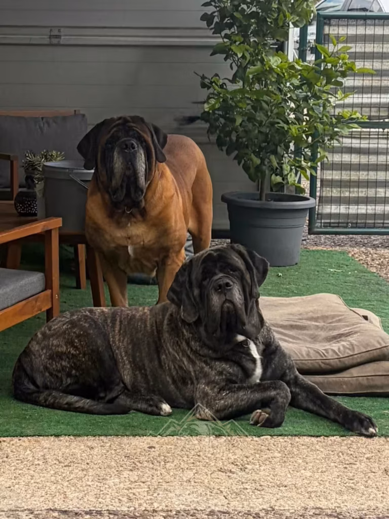 Ingo und Missi, zwei English Mastiffs von From the Celtic Mountain, gemeinsam entspannt im Hof