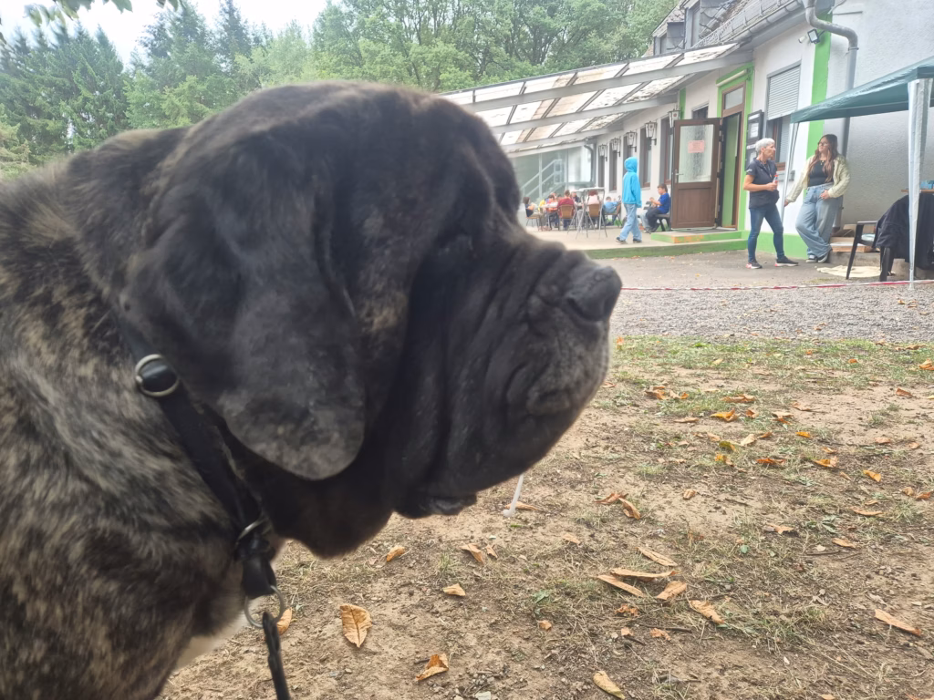 Gestromter Mastiff vor dem Vereinsheim beim Sommerfest in Idar-Oberstein 2026