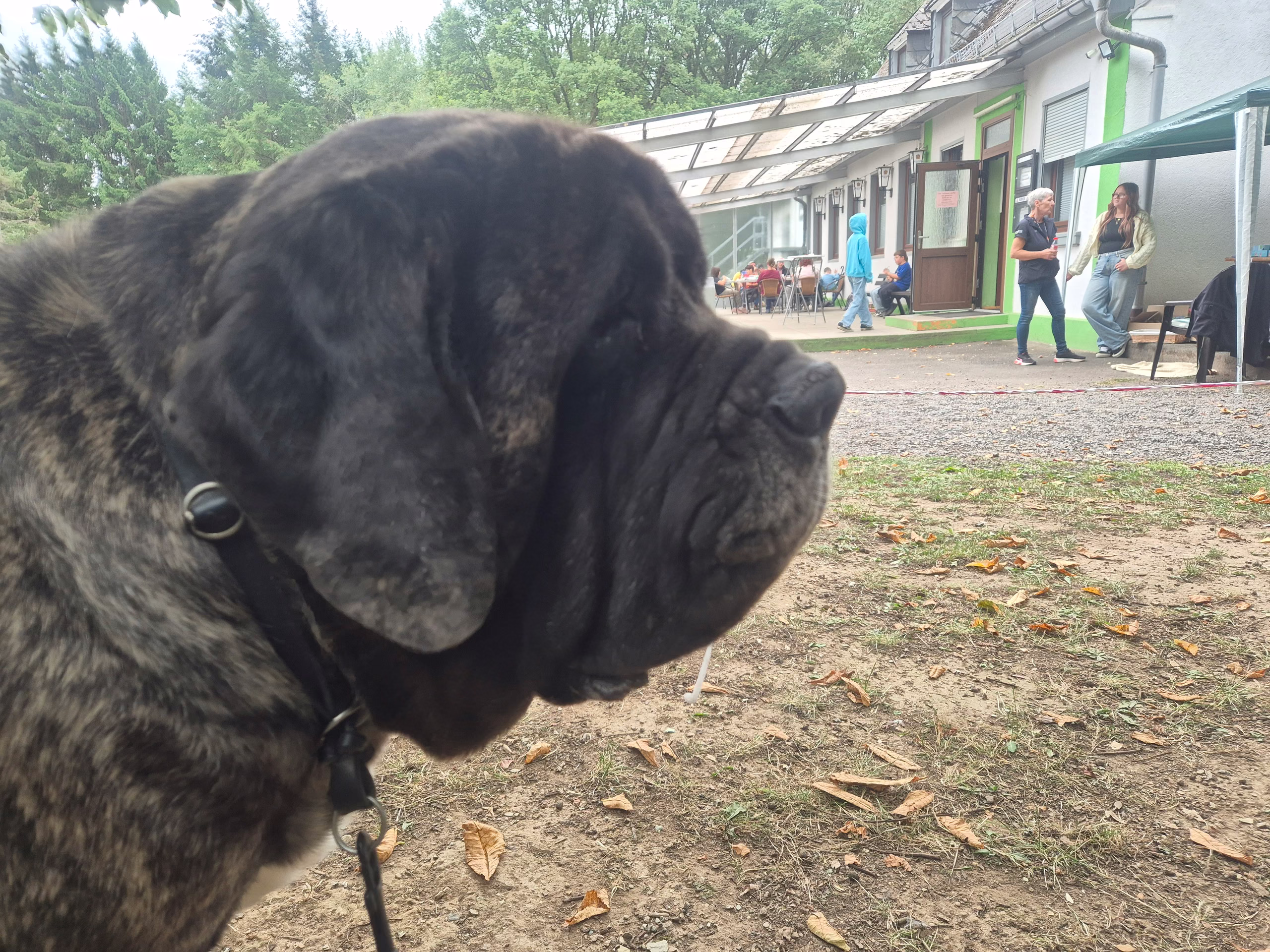 English Mastiff beim Sommerfest des Vereins der Hundefreunde Idar e.V.