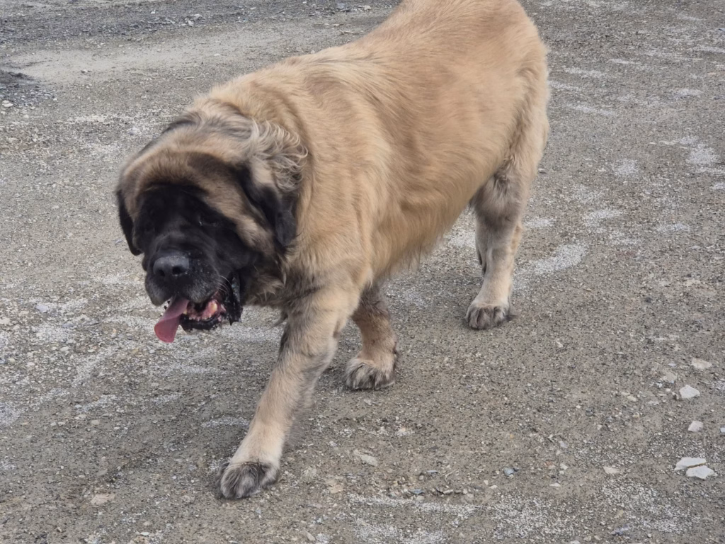 Holly, fawnfarbene English Mastiff Hündin von From the Celtic Mountain, bei einem Spaziergang