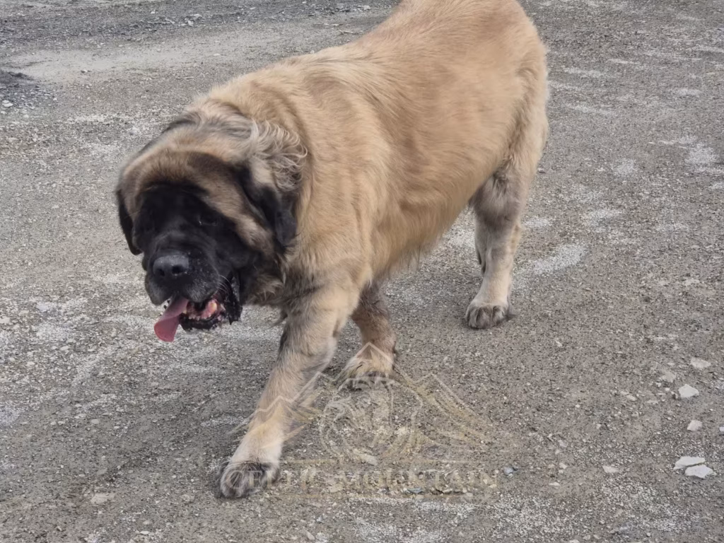 Holly, fawnfarbene English Mastiff Hündin von From the Celtic Mountain, bei einem Spaziergang