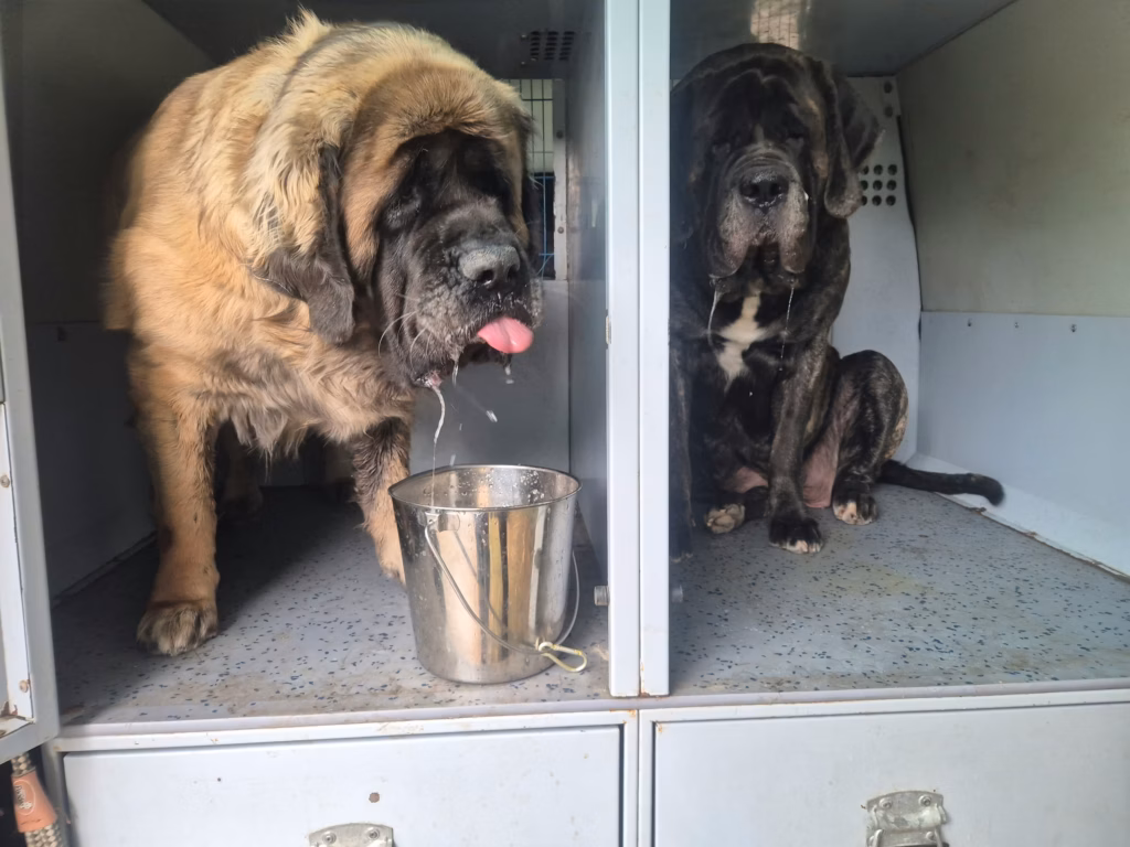 Mastiffs in ihren Transportboxen beim Sommerfest in Idar-Oberstein 2026