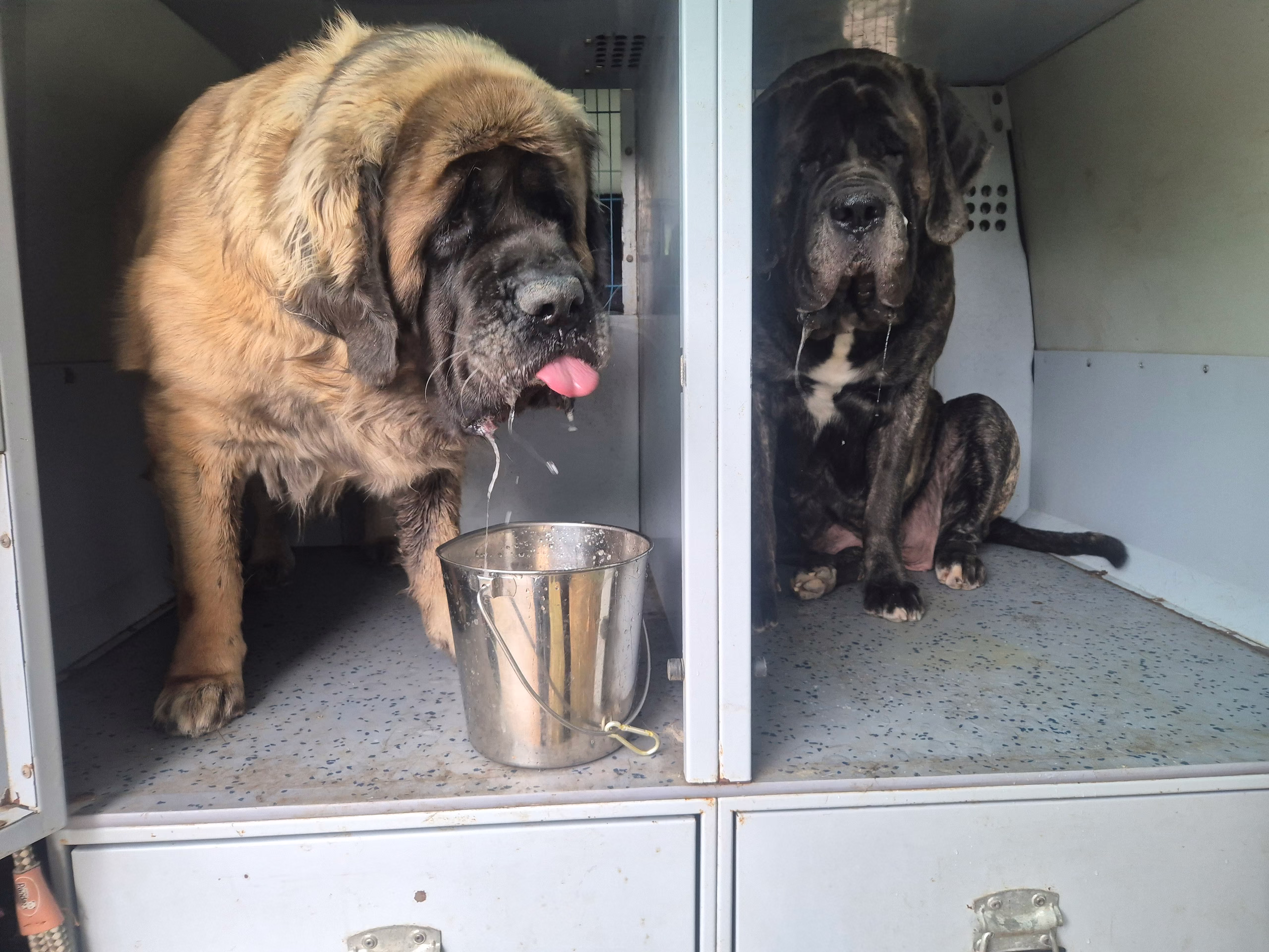 Holly et Miss Marple après la fête d’été dans leurs cages de transport