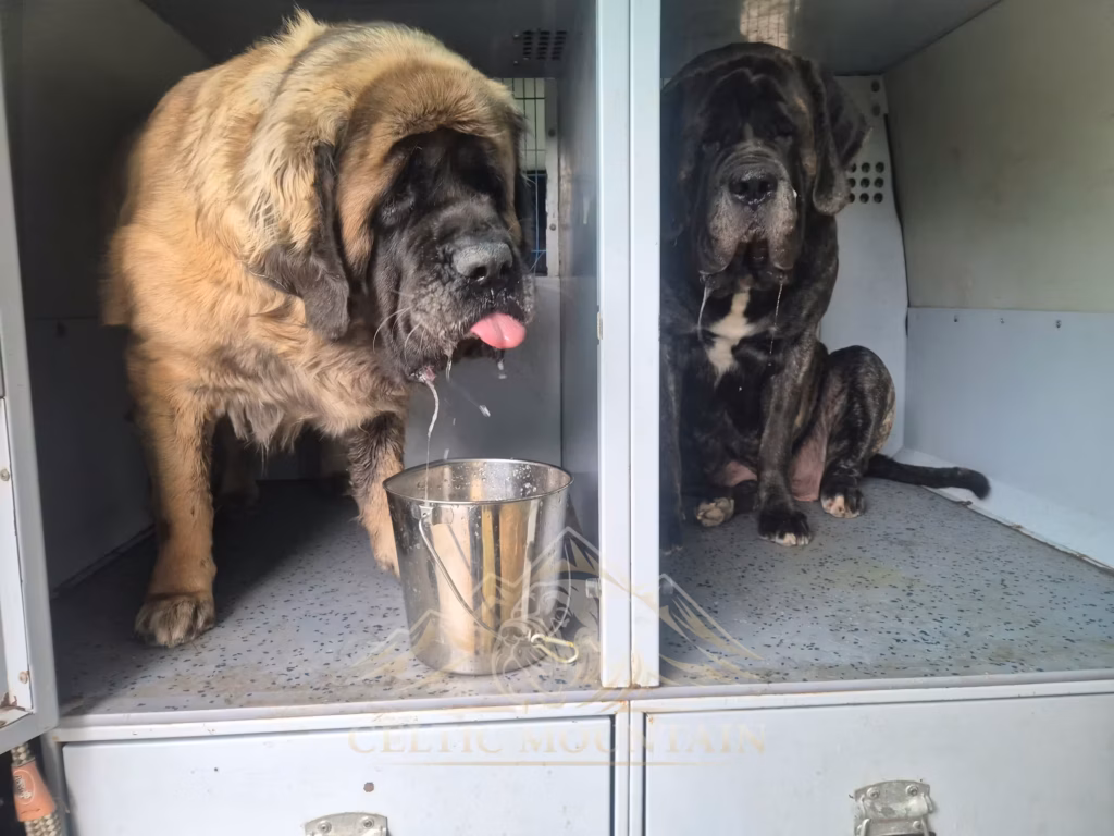Mastiffs in ihren Transportboxen beim Sommerfest in Idar-Oberstein 2026