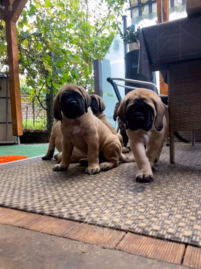 English Mastiff puppies together on the terrace at Celtic Mountain