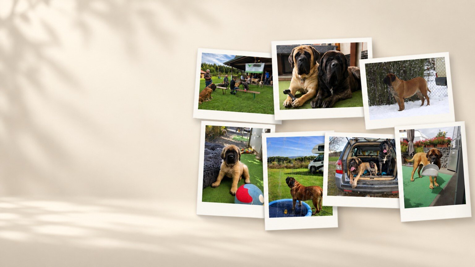 Fotocollage mit English Mastiffs und besonderen Momenten bei From the Celtic Mountain